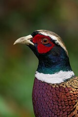 Colorful Pheasant Close-Up
