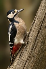 Great spotted woodpecker on tree trunk.