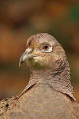 Close-up of a pheasant with detailed feathers.