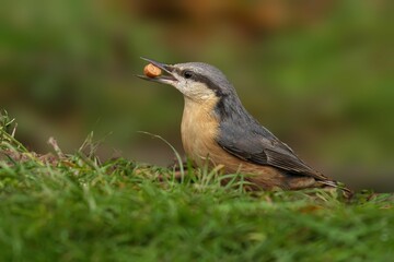 Nuthatch bird with a nut in beak