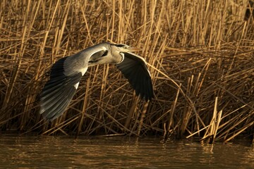 Heron in Flight Over Lake