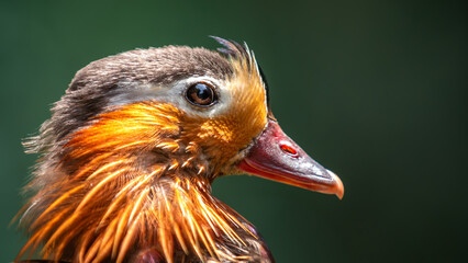 Mandarin Duck (Aix Galericulata) in Birds Of Eden on the Garden Route in South Africa