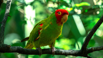 Wagler's Conure (Aratinga Wagleri) in Birds Of Eden on the Garden Route in South Africa