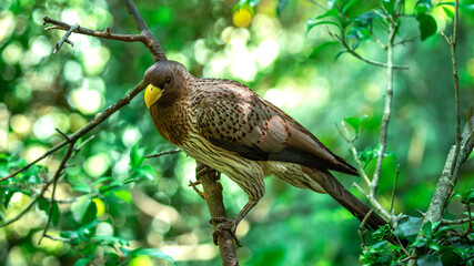 Western Grey Plantain Eater (Crinifer Piscator) in Birds Of Eden on the Garden Route in South Africa