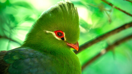 Guinea / Green Turaco (Tauraco Persa) in Birds Of Eden on the Garden Route in South Africa