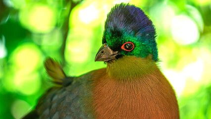 Purple Crested Turaco (Tauraco Porhyreolophus) in Birds Of Eden on the Garden Route in South Africa