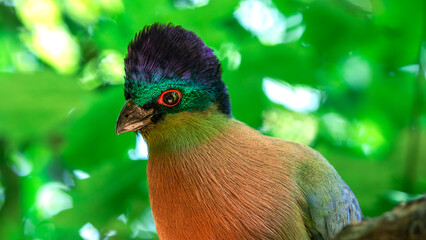 Purple Crested Turaco (Tauraco Porhyreolophus) in Birds Of Eden on the Garden Route in South Africa