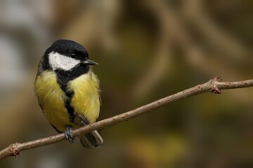 Great tit bird on a branch