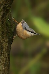 Nuthatch on a tree trunk in forest.