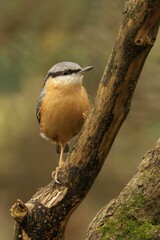 Nuthatch on Tree Branch
