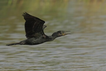 Cormorant in flight over river