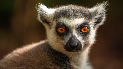 Ring-tailed Lemur (Lemur Catta) in Monkeyland in Plettenberg Bay in South Africa
