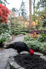 Naklejka premium A black bird with a red crest forages in a garden filled with colorful plants and trees.