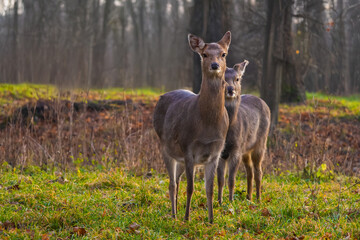 Sika deer - Cervus nippon in winter in the forest