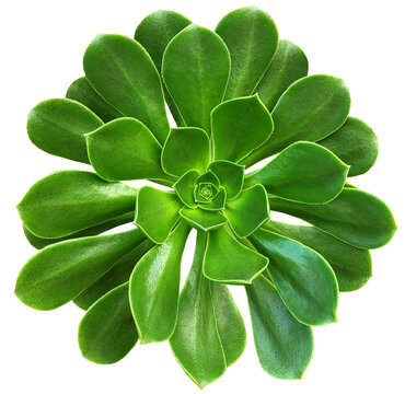 Beautiful green succulent plant aeonium isolated on a transparent background