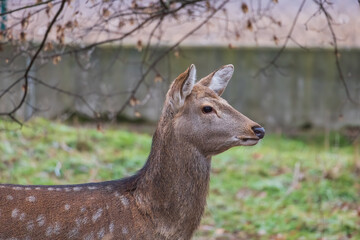 Sika deer - Cervus nippon in winter in the forest