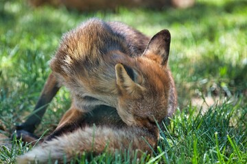 Pause nature : le renard et son instant de détente