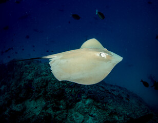 Stingray