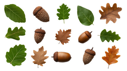 Collection of various leaves and acorns. transparent background