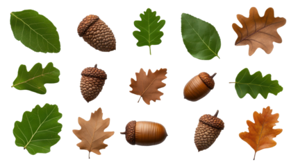 Collection of various leaves and acorns. transparent background