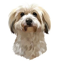 shih tzu dog