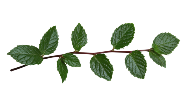 Fresh green leaves on a branch transparent background