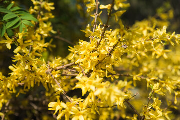 Forsythia Golden Times, a vibrant yellow-flowering shrub from the Oleaceae family, blooms brightly in spring, adding charm to gardens and landscapes