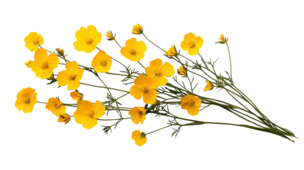 Vibrant yellow buttercup flowers on green stems. transparent background