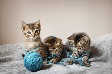 Cute little, gray kittens playing with a ball of thread together on a plain background. © ketrin