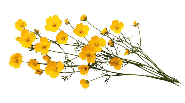 Vibrant yellow buttercup flowers on green stems. transparent background