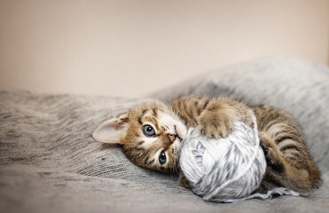 Cute little, gray kittens playing with a ball of thread together on a plain background.