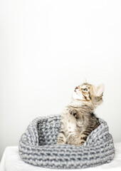 Cute, small, gray kitten in a basket on a light, plain background