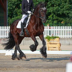 Obraz premium Friese dressage horse during gallop change in the dressage test..