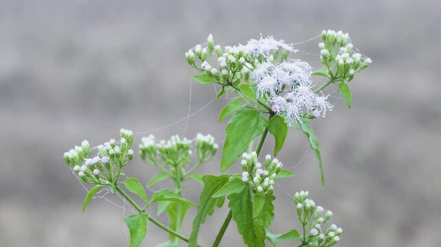 A branch with white pinies flowers and water droplets, set against dense fog. The gentle breeze moves the leaves slowly, creating a serene, misty atmosphere, perfect for nature stock imagery.