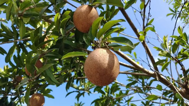 Unripe sapodilla fruits hanging on the tree, not ready for harvest. A tropical fruit known for its sweet taste when ripe.