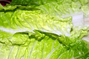 Close Up of a Baby Gem Lettuce Leaf Salad Vegetable