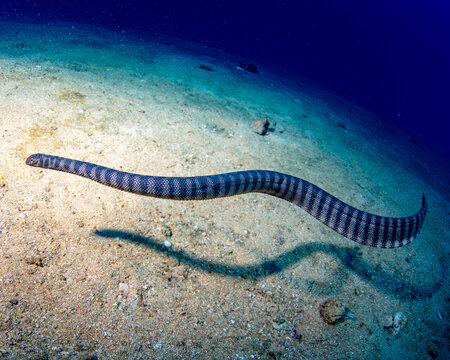 Banded sea krait