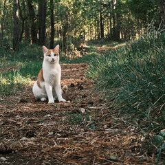 A beautiful white and orange cat posing in the forest