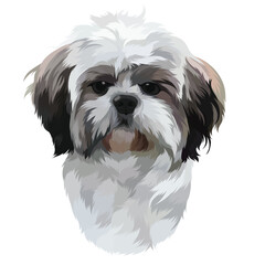 shih tzu dog