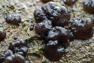close-up of big lump of black witches butter on moss at the veluwezoom