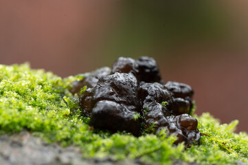 close-up of big lump of black witches butter on moss at the veluwezoom