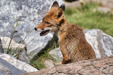 Le renard curieux : émergence d'un abri naturel