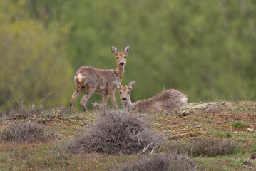 Two young roe at the veluwe staring towards me