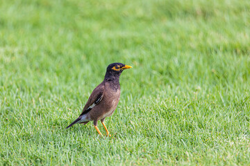 Yellow-billed starling on the grass