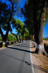 Bonita carretera cerca de Portagem. Portugal