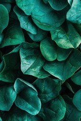 Obraz premium Lush Teal Green Leaves Background Close-Up Macro Photography of Vibrant Foliage Texture for Design