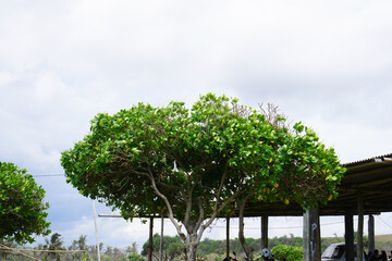 A vibrant green tree with dense foliage stands near a rustic shelter. The scene is complemented by...