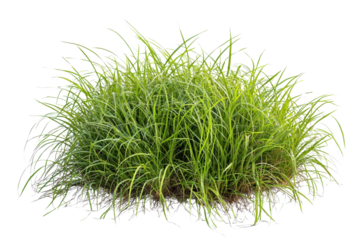 Lush green grass tuft with long blades, exhibiting vibrant color and a dense, healthy appearance.