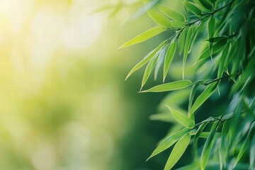 Obraz premium Lush Green Bamboo Leaves in Sunlight Serene Nature Background for Wellness, Spa, and Eco-Friendly Designs