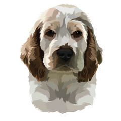 cavalier king charles spaniel dog